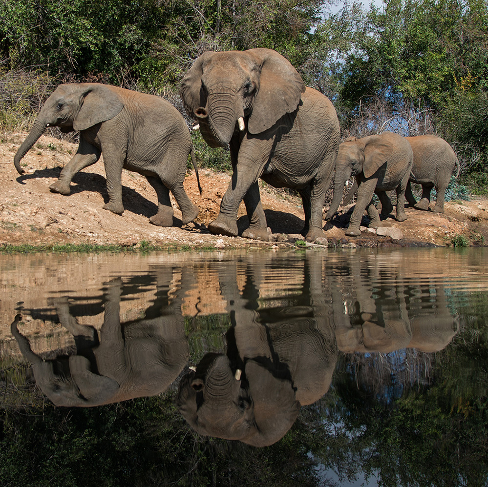 Madikwe Game Reserve Elephants at Water Hole 2
